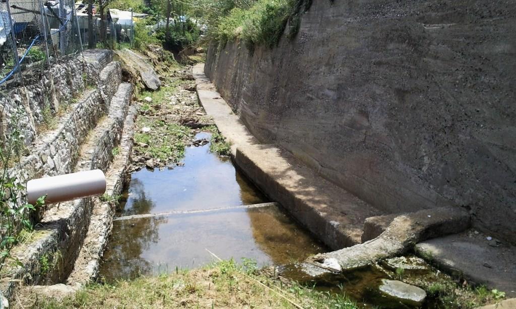 Rio Salivoli (Piombino) - rospi smeraldini in città!